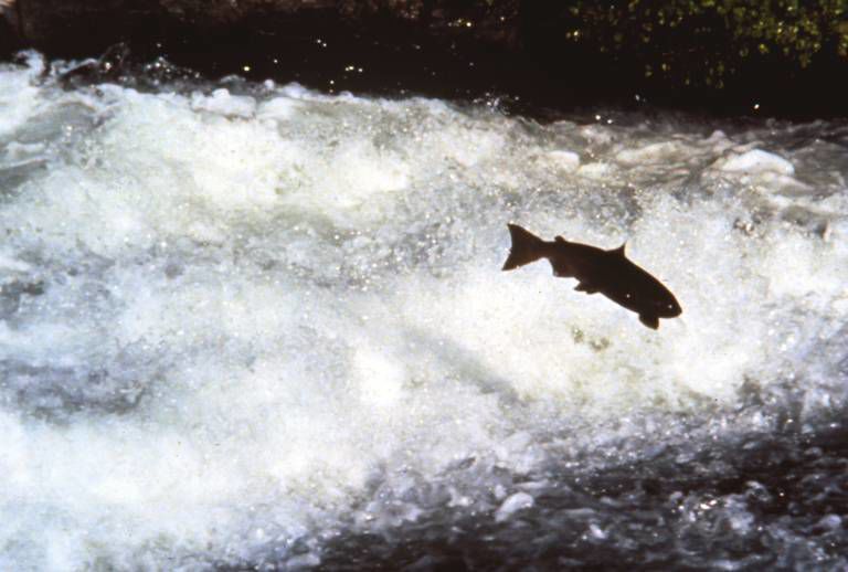 IMG_Salmon_jump_5_1_J5C8PTRI_L340953262.jpg